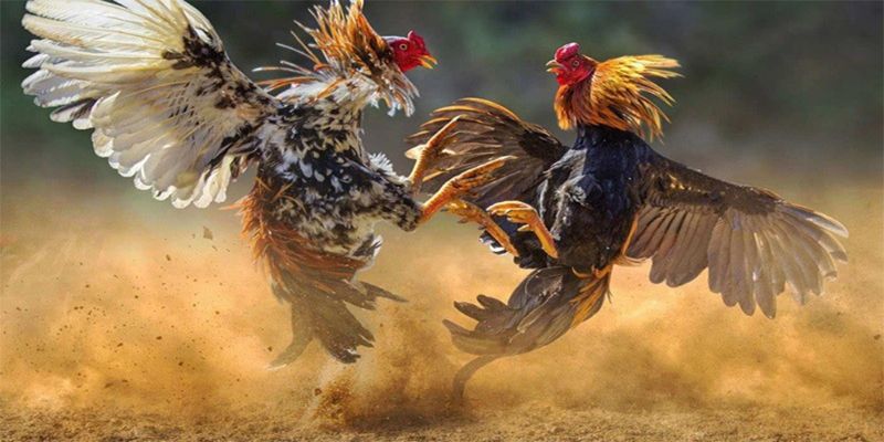 Kinh nghiệm chơi đá gà I9 BET từ cao thủ hàng đầu